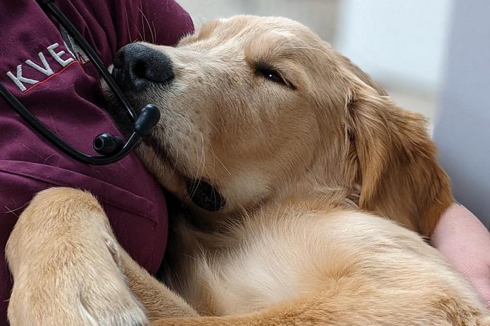 Jasper wakes up from sedation in the arms of a registered veterinary technician at Kawartha Veterinary Emergency Clinic (KVEC) in November 2021. On New Year's Eve, the clinic was at full capacity by mid-afternoon and was forced to close its doors to new patients. After learning of the crisis, veterinarians and staff at Sherbrooke Heights Animal Hospital and Norwood Veterinary Hospital cancelled their New Year's Eve plans to help pets that were unable to be seen at KVEC. (Photo: Kawartha Veterinary Emergency Clinic / Facebook)