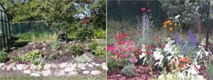 Mary Rose Clark's garden before and after. (Photos courtesy of City of Kawartha Lakes)