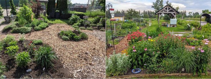 The Lindsay Community Gardens pollinator garden before and after. (Photos courtesy of City of Kawartha Lakes)