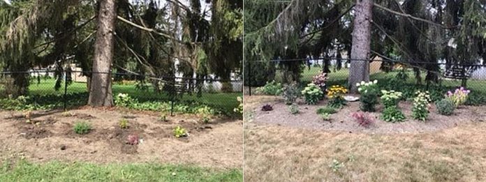 Anne McMillan's garden before and after. (Photos courtesy of City of Kawartha Lakes)