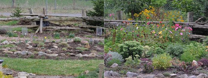 Thomas and Jackie Saunders' garden before and after. (Photos courtesy of City of Kawartha Lakes)