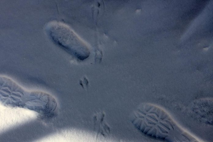 Looking for different animal Stracks in fresh snow can be a fun activity during winter walks to school. (Photo: Einarson for GreenUP)
