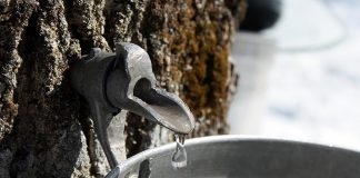 Although maple syrup is quinessentially identified with Canadians, European settlers learned how to make it from Indigenous peoples who had been harvesting sap from maples for centuries for its healing and nourishing powers. Anishinaabe words for the sap of the maple tree include wiishkabaaboo (sweet water), ziisbaakwadaaboo (sugar water), and ninaatigwaaboo (maple tree water). Today, human-induced climate change is threatening southern Ontario's maple forests. (Stock photo)