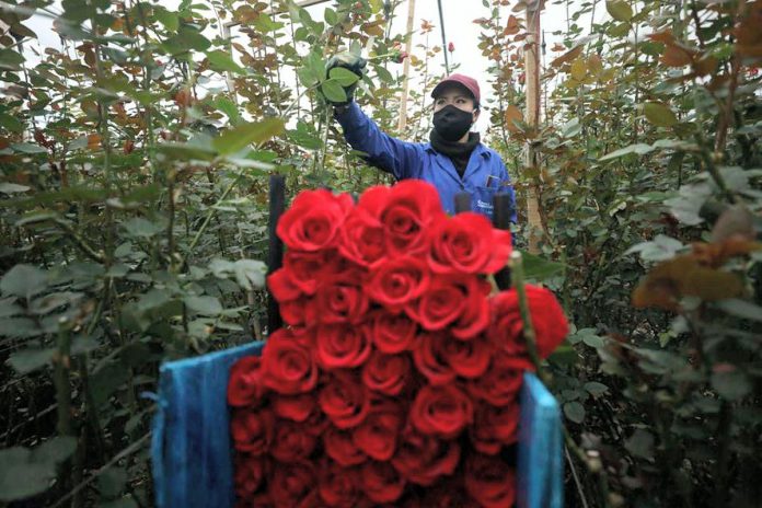 A worker cuts roses to be shipped to the U.S. and Europe at a flower farm in Madrid, Colombia, in August 2020. Ecuador and Colombia are world leaders in the cut-flower industry. (Photo: Fernando Vergara / AP)