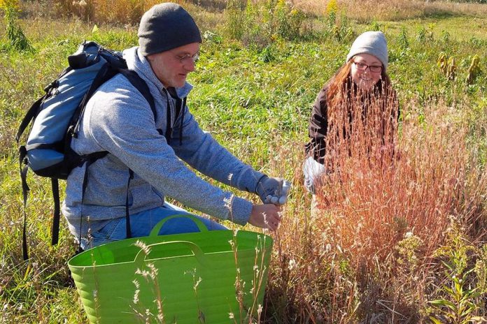 Over the past 15 years, Ralph McKim and Jean Garsonnin have worked to restore a native tallgrass prairie ecosystem on the property. Every fall, volunteers help to harvest seeds from the tallgrass and wildflower species and return to help plant them in the spring. (Photo courtesy of Kawartha Land Trust)
