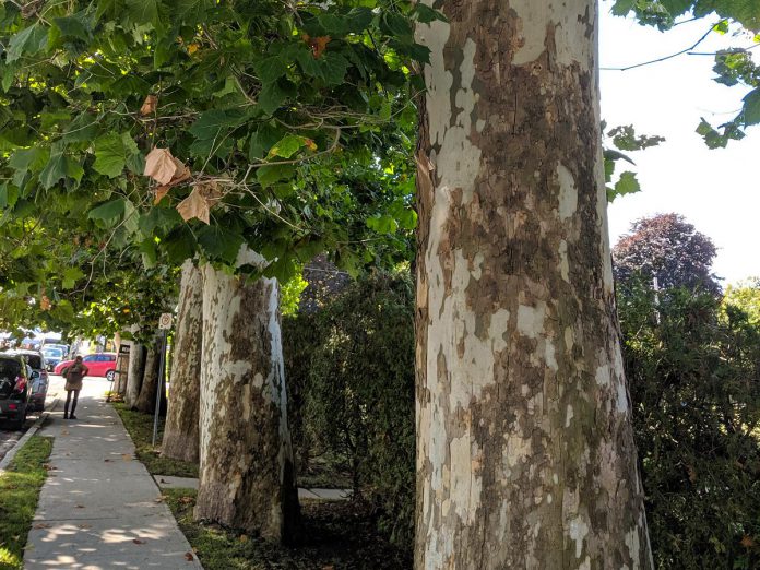 The five sycamore trees in Lindsay that have been given heritage status by Forests Ontario are located on the west side of Victoria Avenue just north of Peel Street. They were planted in 1892 by local businessman Richard Sylvester, who also donated the land that is now Victoria Park. (Photo courtesy of Canopy Project Kawartha Lakes)