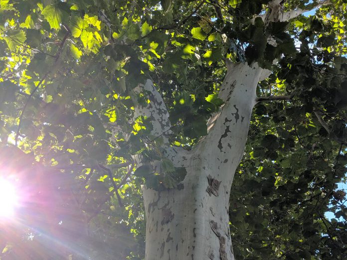 Sycamores are the largest deciduous tree in eastern North America, but they usually don't grow as far north as Lindsay. They are recognizable by their large canopies and the distinctive camouflage-like pattern created by their mottled and peeling bark. (Photo courtesy of Canopy Project Kawartha Lakes)