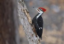 The pileated woodpecker is the largest woodpecker in North America. You can become a citizen scientist by taking part in th 25th annual Great Backyard Bird Count from February 18 to 22, 2022. (Photo: Steve Luke / Macaulay Library)