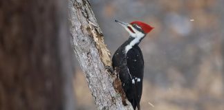 The pileated woodpecker is the largest woodpecker in North America. You can become a citizen scientist by taking part in th 25th annual Great Backyard Bird Count from February 18 to 22, 2022. (Photo: Steve Luke / Macaulay Library)