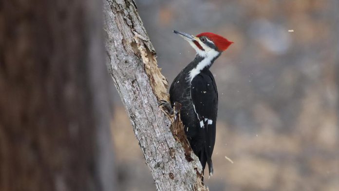 The pileated woodpecker is the largest woodpecker in North America. You can become a citizen scientist by taking part in th 25th annual Great Backyard Bird Count from February 18 to 22, 2022. (Photo: Steve Luke / Macaulay Library)