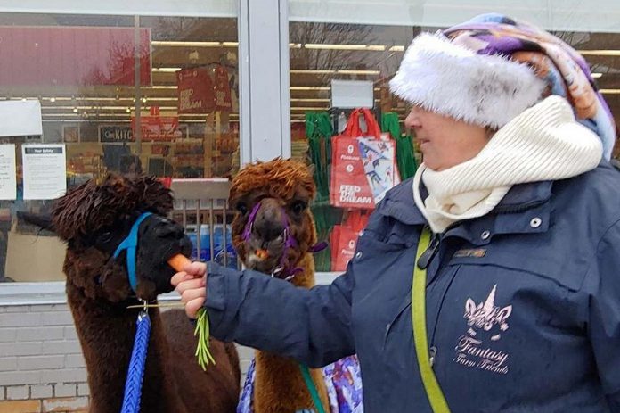 Woolley Wonderland Farm co-owner Karen Woolley feeds Sniper the alpaca a carrot in front of the Liftlock Foodland in Peterborough's East City on February 11, 2022. (Photo: Andria Brusey)