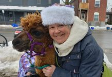 Karen Woolley, who owns Woolley Wonderland Farm in Lakehurst with her husband Glenn, with Kodiak the alpaca on Hunter Street in Peterborough's East City on February 11, 2022. Karen brought Kodiak and his brother Sniper to downtown Peterborough and East City to promote the farm's family offerings including "Frozen Too Snow Adventures" during February. (Photo: Jeannine Taylor / kawarthaNOW)