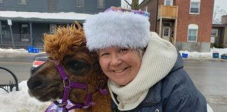 Karen Woolley, who owns Woolley Wonderland Farm in Lakehurst with her husband Glenn, with Kodiak the alpaca on Hunter Street in Peterborough's East City on February 11, 2022. Karen brought Kodiak and his brother Sniper to downtown Peterborough and East City to promote the farm's family offerings including "Frozen Too Snow Adventures" during February. (Photo: Jeannine Taylor / kawarthaNOW)