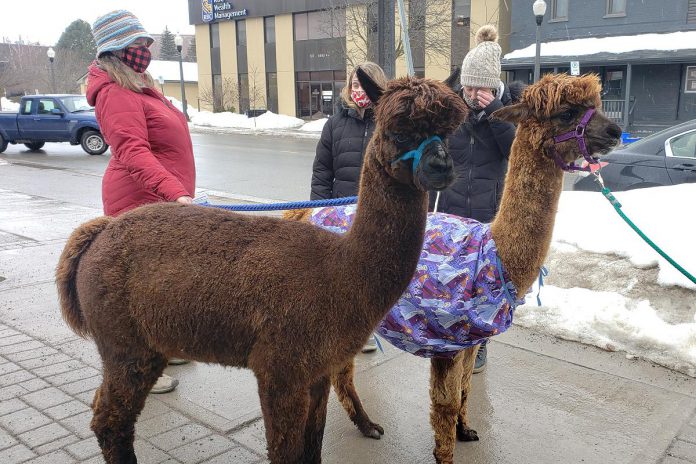 Alpacas Sniper and Kodiak are nine-year-old brothers. Woolley Wonderland Farm co-owner Karen Woolley (right) brought them into Peterborough on February 11, 2022 with the help of her long-time friend Andria Brusey (left) to promote to promote family events offered at the Lakehurst farm, located west of Buckhorn. (Photo: Jeannine Taylor / kawarthaNOW)
