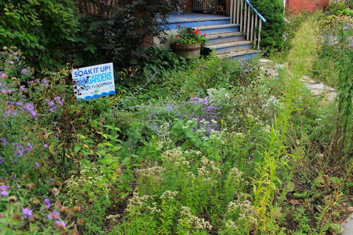A rain garden in a Peterborough front yard that is designed to look naturalistic. Rain gardens can reflect your personal gardening style in addition to providing stormwater function. (Photo: Geneviève Ramage / GreenUP)