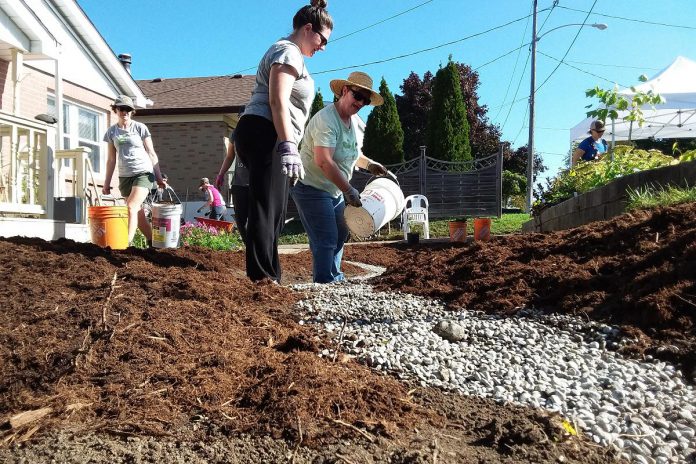 Local volunteers plant a rain garden through GreenUP's former Sustainable Urban Neighbourhoods program. Many hands make light work! You can see the bowl shape of the rain garden, with the gravel at the bottom and the mulch on the raised edges. (Photo: GreenUP)