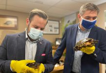 Ontario Minister of Environment, Conservation and Parks David Piccini and Peterborough-Kawartha MPP Dave Smith check our some turtles during a funding announcement at the Ontario Turtle Conservation Centre on March 11, 2022. The centre is receiving an additional $250,000, as one of 80 projects receiving up to $4.5 million under Ontario's Species at Risk Stewardship Program. (Photo: Office of David Piccini)
