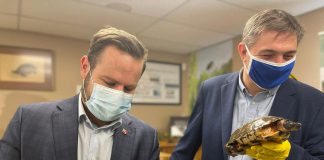 Ontario Minister of Environment, Conservation and Parks David Piccini and Peterborough-Kawartha MPP Dave Smith check our some turtles during a funding announcement at the Ontario Turtle Conservation Centre on March 11, 2022. The centre is receiving an additional $250,000, as one of 80 projects receiving up to $4.5 million under Ontario's Species at Risk Stewardship Program. (Photo: Office of David Piccini)