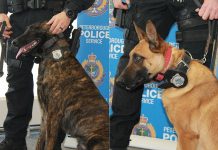 The latest members of the Peterborough Police Service's K9 Unit, police service dogs Gryphon and Mag have received their official police badges. (Photomontage of police-supplied photos by kawarthaNOW)