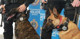 The latest members of the Peterborough Police Service's K9 Unit, police service dogs Gryphon and Mag have received their official police badges. (Photomontage of police-supplied photos by kawarthaNOW)