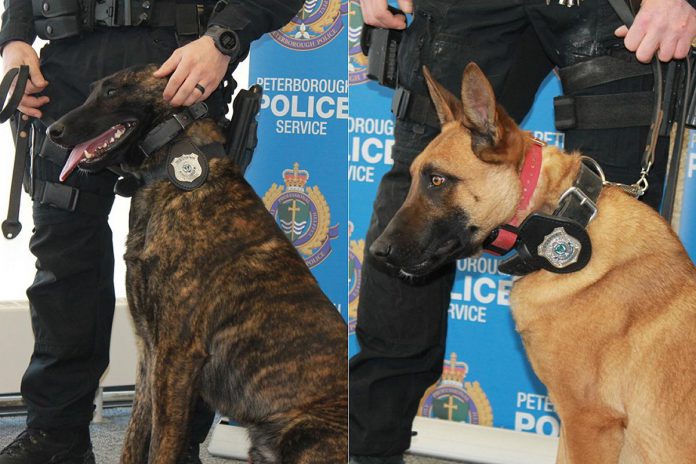 The latest members of the Peterborough Police Service's K9 Unit, police service dogs Gryphon and Mag have received their official police badges. (Photomontage of police-supplied photos by kawarthaNOW)