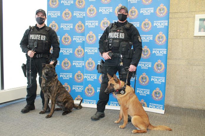 PC Wentworth with PSD Gryphon and PC Cowie with PSD Mag at a badge ceremony at the Peterborough Police Service on March 2, 2022. (Photo: Peterborough Police Service)