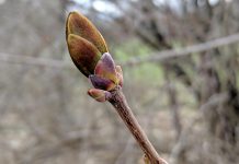 Although spring officially arrives on March 20, 2022, it will be a few weeks yet before we'll see start seeing buds on the trees. (Photo: Bruce Head / kawarthaNOW)