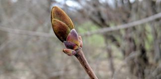 Although spring officially arrives on March 20, 2022, it will be a few weeks yet before we'll see start seeing buds on the trees. (Photo: Bruce Head / kawarthaNOW)