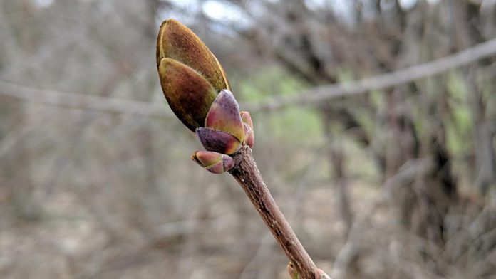 Although spring officially arrives on March 20, 2022, it will be a few weeks yet before we'll see start seeing buds on the trees. (Photo: Bruce Head / kawarthaNOW)