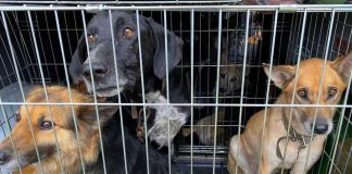 Peterborough native Chloë Black is joining a group of volunteers in Romania that will be caring for animals rescued from Ukraine as a result of the Russian invation. A GoFundMe campaign has been set up to help Chloë cover the cost of travel and other expenses. (Photo: Breaking The Chains - Documentaries / Facebook)