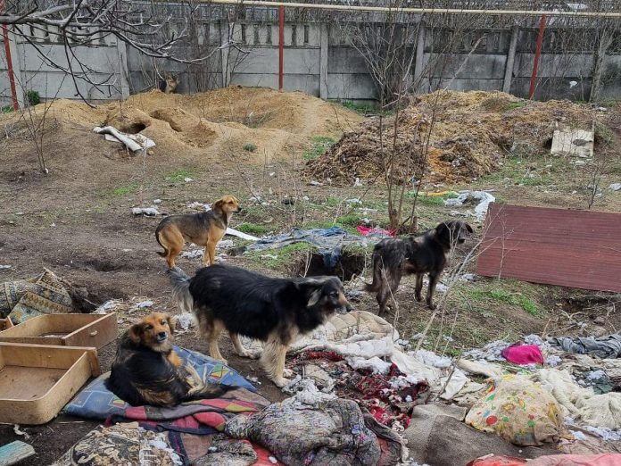 Pe măsură ce ucrainenii au fugit din țara lor din cauza invaziei ruse, multe animale au rămas în urmă.  (Foto: Breaking the Chains - Documentare / Facebook)