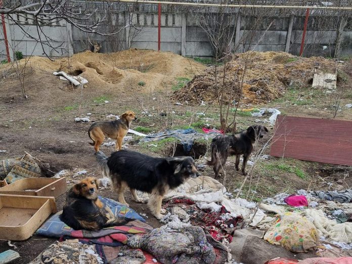 With Ukrainians fleeing their country because of the Russian invasion, many animals have been left behind.  (Photo: Breaking The Chains - Documentaries / Facebook)