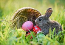 An Easter bunny in a green field with eggs from a turned-over basket. (Stock photo)