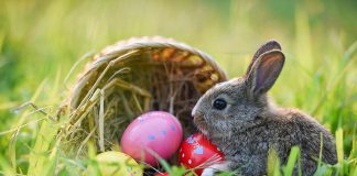 An Easter bunny in a green field with eggs from a turned-over basket. (Stock photo)