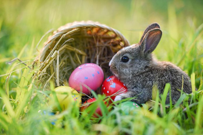 An Easter bunny in a green field with eggs from a turned-over basket. (Stock photo)
