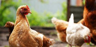 A flock of healthy chickens. (Stock photo)