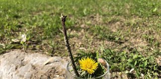 In his new book "The Book of Nature Connection", Camp Kawartha executive director and nature sommelier Jacob Rodenburg provides 70 sensory activities you can use to connect with nature, including collecting fragrant natural items to create your own "scent cocktail." (Photo: Jacob Rodenburg)