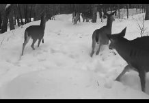 Cliff Homewood's trail-cam video of a herd of deer running through the snow at Kawartha Highlands Provincial Park was our top post on Instagram for March 2022. (kawarthaNOW screenshot of video by Cliff Homewood @kerrybrook / Instagram)