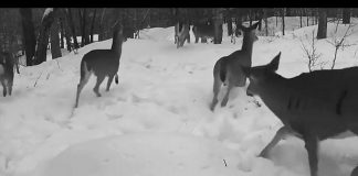 Cliff Homewood's trail-cam video of a herd of deer running through the snow at Kawartha Highlands Provincial Park was our top post on Instagram for March 2022. (kawarthaNOW screenshot of video by Cliff Homewood @kerrybrook / Instagram)
