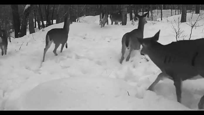 Cliff Homewood's trail-cam video of a herd of deer running through the snow at Kawartha Highlands Provincial Park was our top post on Instagram for March 2022. (kawarthaNOW screenshot of video by Cliff Homewood @kerrybrook / Instagram)