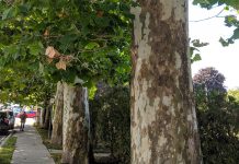 Canopy Project Kawartha Lakes is seeking citizen sciencists to help the volunteer-led group map out significant trees. In February, five sycamore trees in Lindsay were given heritage status by Forests Ontario. (Photo courtesy of Canopy Project Kawartha Lakes)