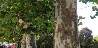 Canopy Project Kawartha Lakes is seeking citizen sciencists to help the volunteer-led group map out significant trees. In February, five sycamore trees in Lindsay were given heritage status by Forests Ontario. (Photo courtesy of Canopy Project Kawartha Lakes)