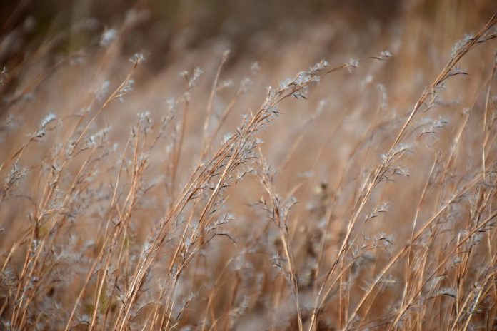 As well as supporting the work of Alderville Black Oak Savanna to restore endangered grasslands by supplying native plants, the Mitigomin Native Plant Nursery will grow traditional wild foods and medicines for members of Alderville First Nation. (Photo courtesy of Alderville Black Oak Savanna)