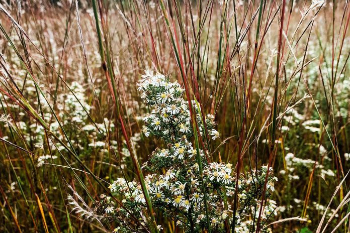 As grassland ecosystems are rare in Ontario and throughout North America, restoring them is an important way to help mitigate climate change, increase drought resistance, and for providing habitat for at-risk species. (Photo courtesy of Alderville Black Oak Savanna)