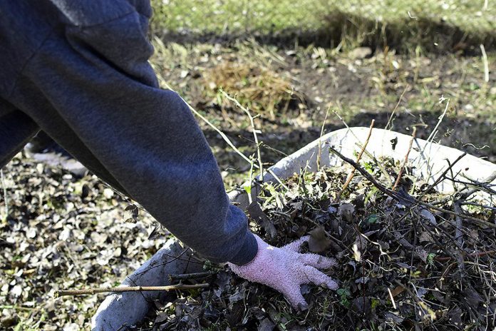 A hand placing green waste in a wheelbarrow during spring cleaning of a yard. (Stock photo)