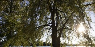 A couple enjoys the view of Little Lake under the tree canopy at Beavermead Park in Peterborough. (Photo: City of Peterborough)