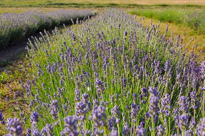 A new addition to the Peterborough and Area Garden Route this year is Rocky Meadows Lavender near Indian River, a local specialist on lavender varieties that grow well in our area. (Photo courtesy of Rocky Meadows Lavender)