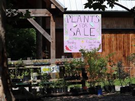 For the first time since the pandemic began, the spring opening event at the Ecology Park Nursery on May 21, 2022 will feature many annuals and veggies grown by students in the horticultural program at Thomas A. Stewart Secondary School. (Photo courtesy of GreenUP)