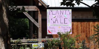 For the first time since the pandemic began, the spring opening event at the Ecology Park Nursery on May 21, 2022 will feature many annuals and veggies grown by students in the horticultural program at Thomas A. Stewart Secondary School. (Photo courtesy of GreenUP)