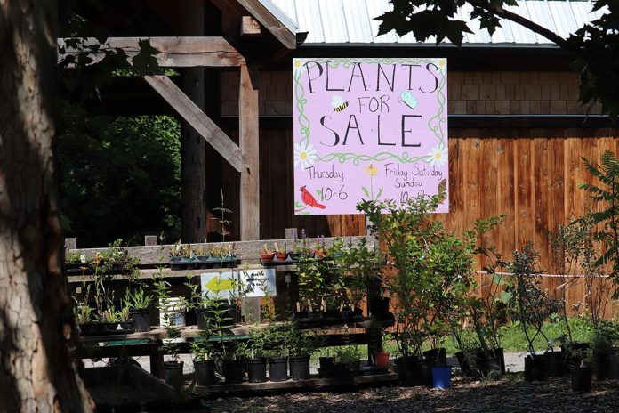 For the first time since the pandemic began, the spring opening event at the Ecology Park Nursery on May 21, 2022 will feature many annuals and veggies grown by students in the horticultural program at Thomas A. Stewart Secondary School. (Photo courtesy of GreenUP)